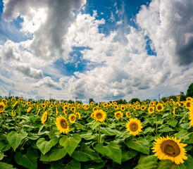 Sunflower field on a slightly cloudy summer day