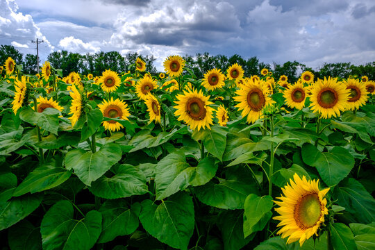 Some sunflowers in the field