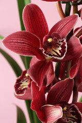 Fototapeta na wymiar Purple Orchid (Phalaenopsis) isolated on pink background. Closeup