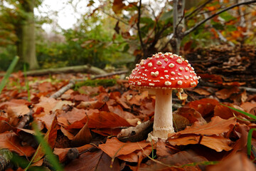 Closeup on a signle fresh brilliant red and white spotted Fly agaric, Amanita muscaria, on he...
