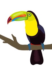 toucan on a branch