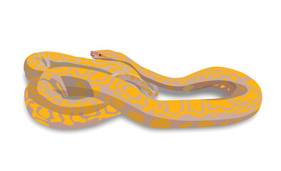 yellow python on a white background