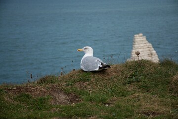 Beautiful view of a seagull with white feathers and long beak sitting at the ocean's edge