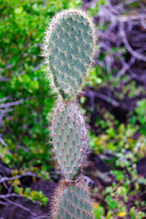 Galapagos Cactus, Ecuador