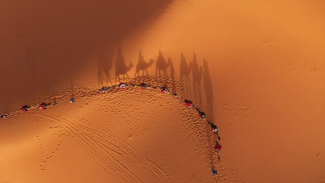 Merzouga camel desert sahara morocco