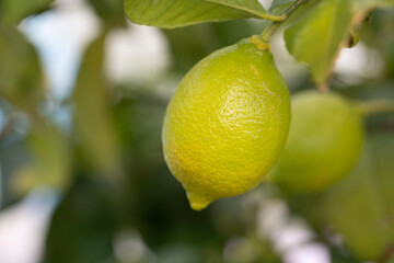 green-yellow lemon on a branch in the garden on a sunny day.