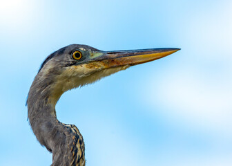 Graceful Grey Heron (Ardea cinerea)