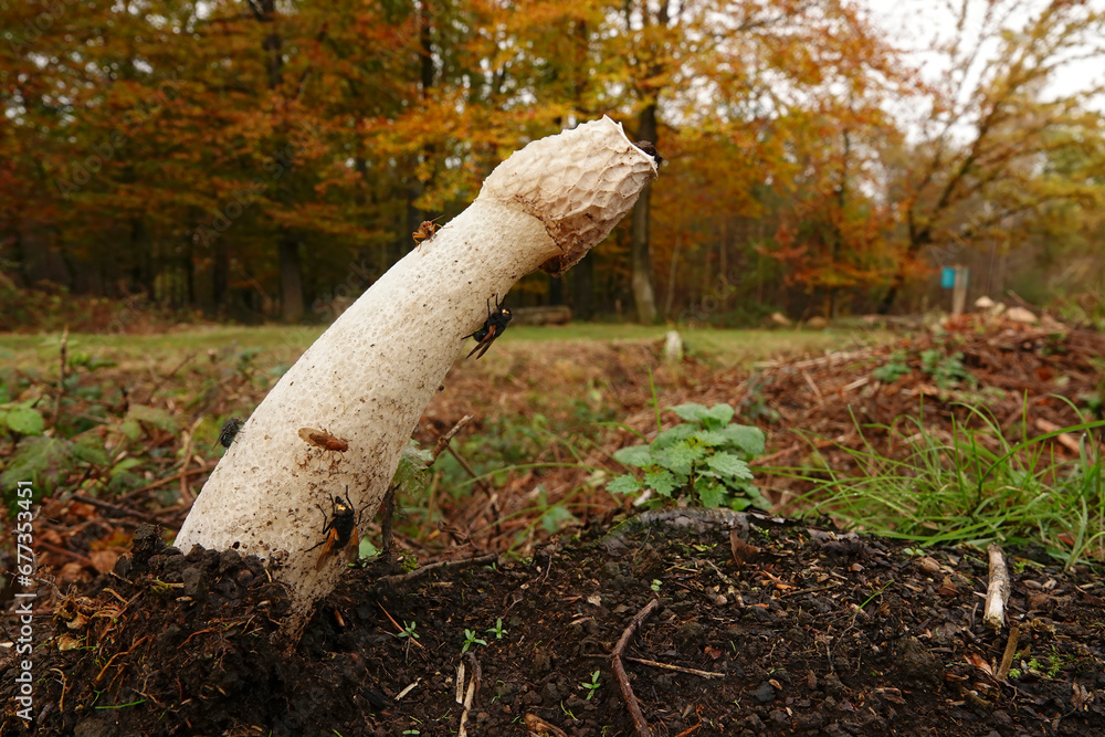 Wall mural Low and wide angle closeup on a Common stinkhorn, Phallus impudicus with several flies on the mushroom