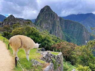 Peru, lama with Machu Picchu and Huayna Picchu, cloudy sky