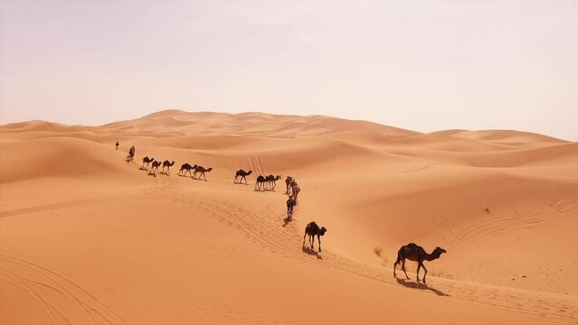 Merzouga camel desert sahara morocco