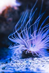 Vertical shot of a sea anemone in an aquarium