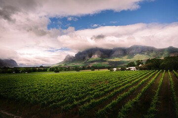 Beautiful shot of a green wine farm field with a background of mountains in the Western Cape Town
