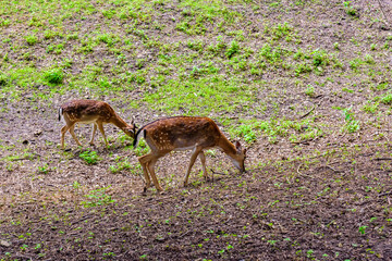 Young white tail deers (Odocoileus virginianus) grazing on a meadow