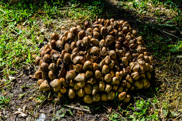 Fiber cap mushrooms (Inocybe asterospora) growing in a forest