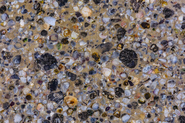 Background of the many sea shells. Natural pattern