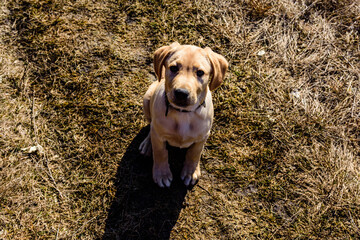 Cute young labrador retriever dog at the meadow on early spring