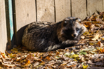 Lonely fluffy gray raccoon (Procyon). Wildlife photo