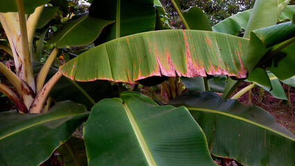 Green banana leaf background. The leaves of the banana tree pattern.