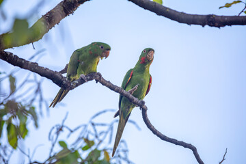 The Rare parrot, parakeet Brazilian (Psittacara leucophthalmus) known as 