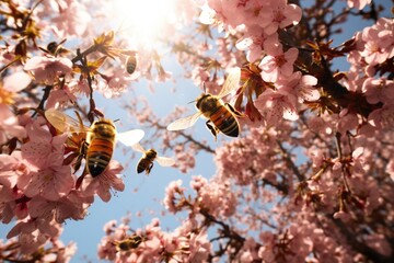 Bees in pink booming cherry blossom tree woods in Spring.