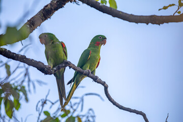 The Rare parrot, parakeet Brazilian (Psittacara leucophthalmus) known as 