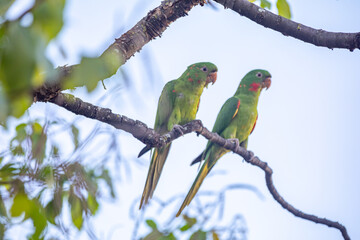 The Rare parrot, parakeet Brazilian (Psittacara leucophthalmus) known as 