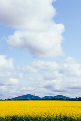yellow canola fields and sky over you yangs national park