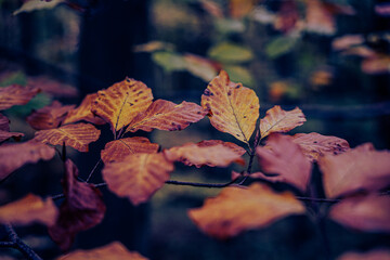 herbst