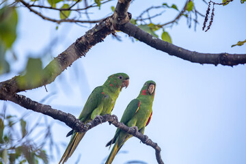The Rare parrot, parakeet Brazilian (Psittacara leucophthalmus) known as 