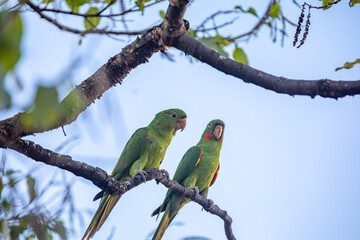 The Rare parrot, parakeet Brazilian (Psittacara leucophthalmus) known as 