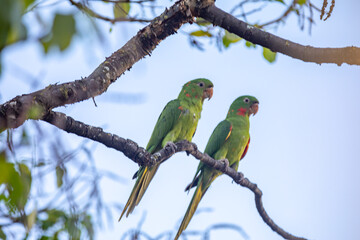The Rare parrot, parakeet Brazilian (Psittacara leucophthalmus) known as 