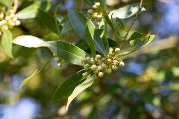 Close up Bay laurel (Laurus nobilis) flowers Laureaceae evergreen tree.