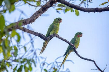 The Rare parrot, parakeet Brazilian (Psittacara leucophthalmus) known as 