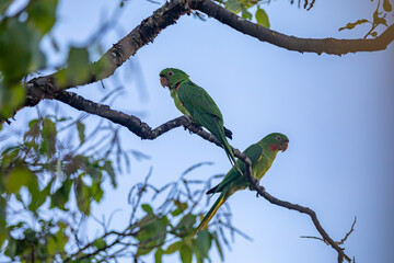 The Rare parrot, parakeet Brazilian (Psittacara leucophthalmus) known as 