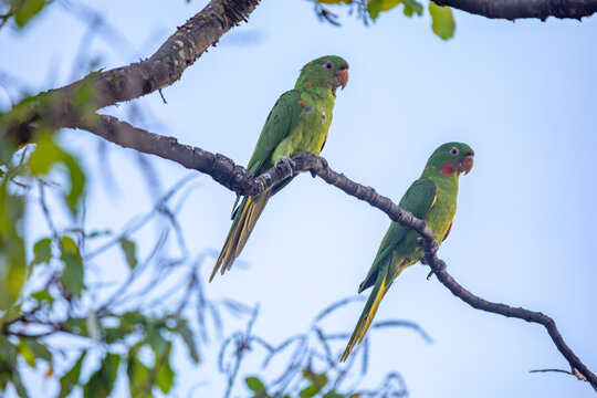 The Rare parrot, parakeet Brazilian (Psittacara leucophthalmus) known as "Maracanã Parakeet"