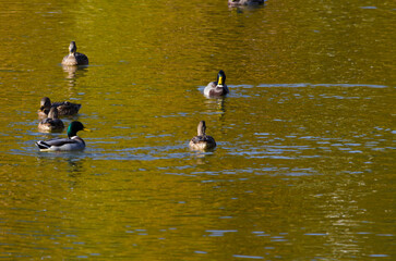 family of ducks on the pond in summer