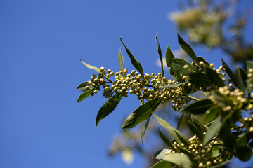 Close up Bay laurel (Laurus nobilis) flowers Laureaceae evergreen tree on a blue sky background.