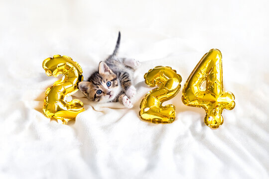 Christmas card cat 2024, Kitty with gold foil balloons number 2024 new year, Striped kitten on Christmas festive white background.