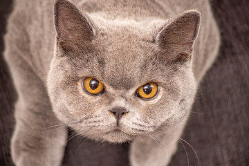 young British shorthair cat with gray color and brown eyes looking at the camera in a challenging position