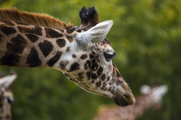 Fototapeta premium Towering Giraffe (Giraffa camelopardalis)