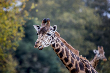 Towering Giraffe (Giraffa camelopardalis)