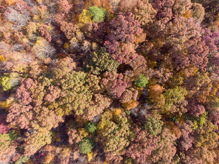 Fototapeta na wymiar Durant Nature Preserve, Raleigh NC - Drone