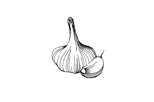 garlic isolated on white background