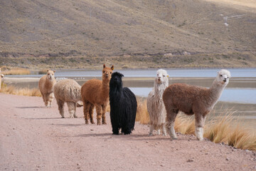 Black and white alpaca suri with longer fur coat, between huacaya alpacas, walking on a road next...