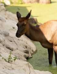 Closeup view of a female elk