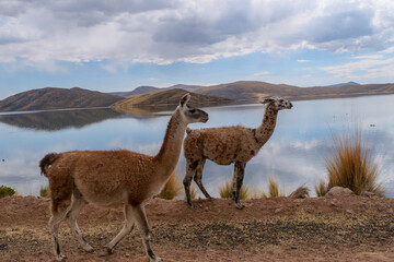 Side profile of two llamas walking next to a lake in the Peruvian altiplano