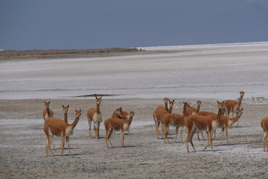 Herd of vicuna on a white salt pan looking at the viewer.  Location Peruvian altiplano