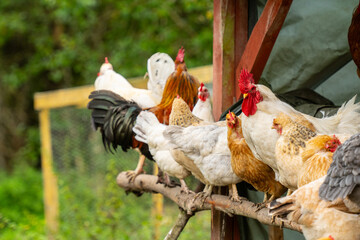 Flock of chickens perching  over a pen.