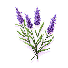 Lavender flowers delicate color isolated on white background