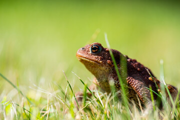 Common toad Bufo Bufo sitting in grass.